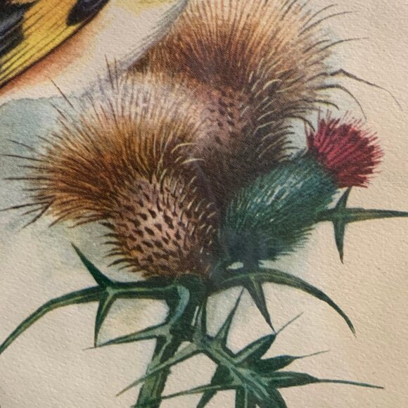 Vintage Framed Bird Book Plates - Picture 8 of 9